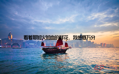 看着那如火如血的鲜花, 我感慨万分