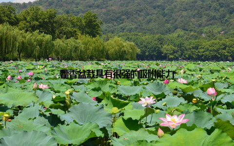 藿香盆栽具有很强的吸附能力