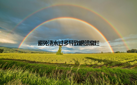 避免浇水过多导致根部腐烂