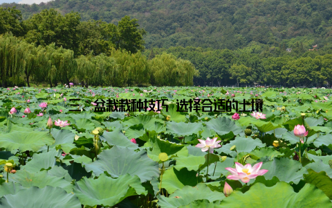 三、盆栽栽种技巧 选择合适的土壤