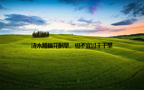 浇水腊梅花耐旱, 但不宜过于干旱