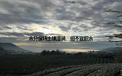 水分保持土壤湿润, 但不宜积水