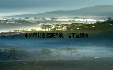 水分吊花喜湿润环境, 但不宜积水