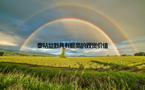 泰钻盆栽具有极高的观赏价值