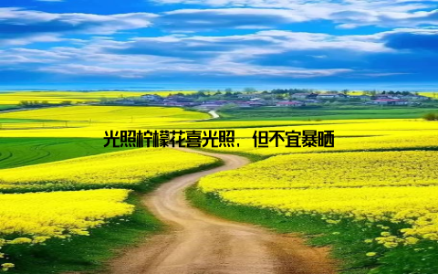 光照柠檬花喜光照, 但不宜暴晒