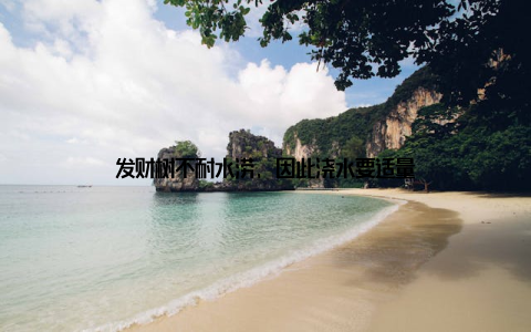 发财树不耐水涝, 因此浇水要适量