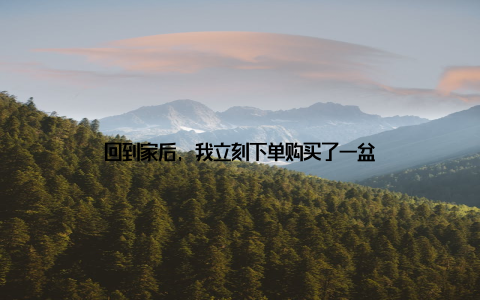 回到家后, 我立刻下单购买了一盆