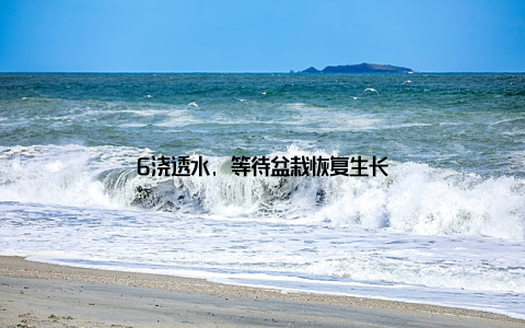 6浇透水, 等待盆栽恢复生长
