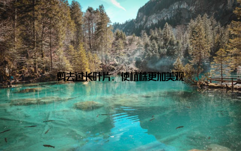 剪去过长叶片, 使植株更加美观