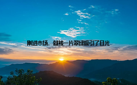 刚进市场, 就被一片翠绿吸引了目光