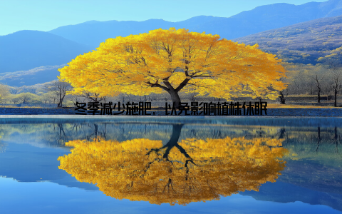 冬季减少施肥, 以免影响植株休眠