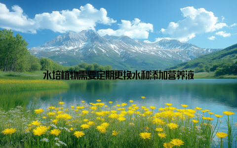 水培植物需要定期更换水和添加营养液