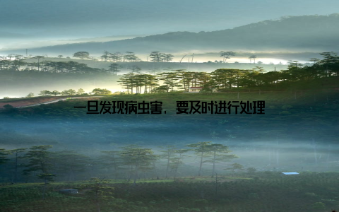 一旦发现病虫害, 要及时进行处理