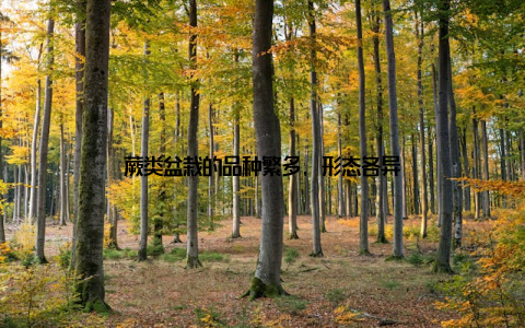 蕨类盆栽的品种繁多, 形态各异