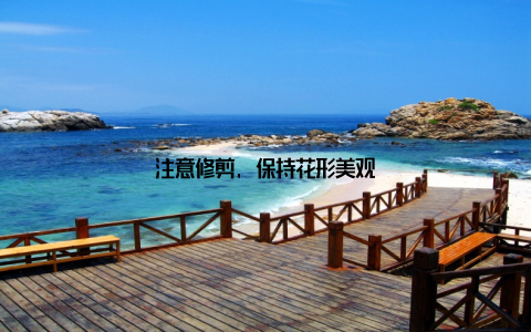 注意修剪, 保持花形美观