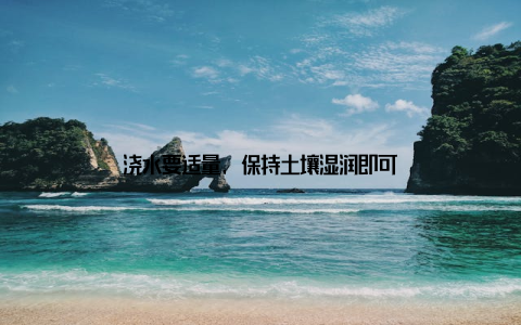 浇水要适量, 保持土壤湿润即可