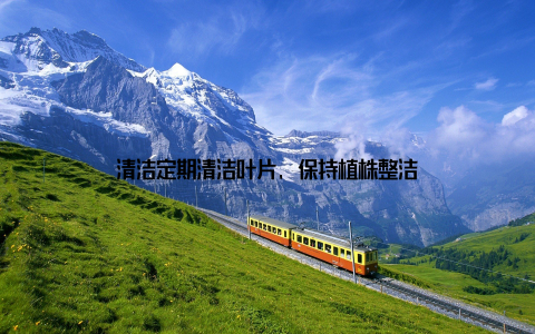 清洁定期清洁叶片, 保持植株整洁