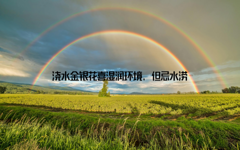 浇水金银花喜湿润环境, 但忌水涝