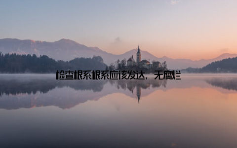 检查根系根系应该发达, 无腐烂