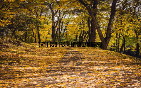 这让我对多肉植物更加喜爱