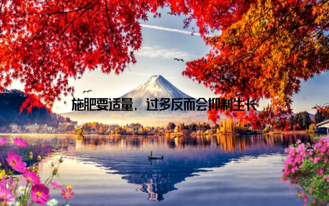 施肥要适量, 过多反而会抑制生长