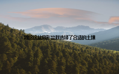 我给这盆扇形盆栽选择了合适的土壤