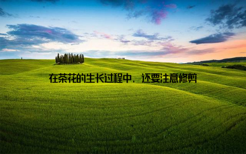 在茶花的生长过程中, 还要注意修剪