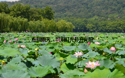 在阴雨天, 可用灯光补充光照