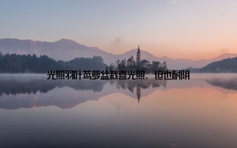 光照羽叶茑萝盆栽喜光照, 但也耐阴