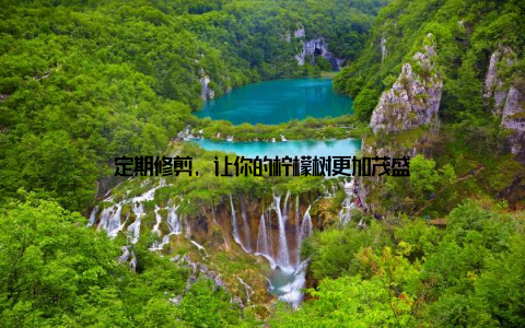 定期修剪, 让你的柠檬树更加茂盛