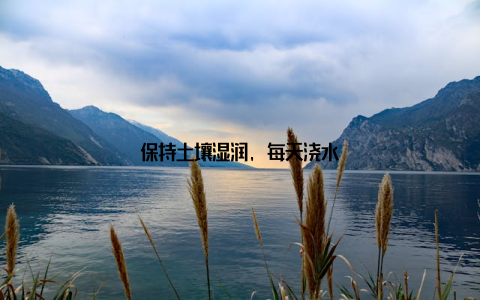 保持土壤湿润, 每天浇水