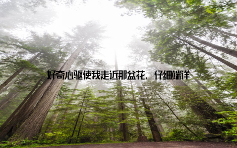 好奇心驱使我走近那盆花, 仔细端详