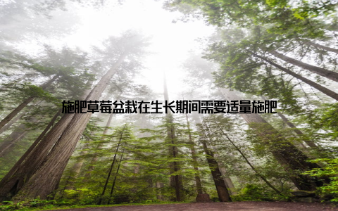 施肥草莓盆栽在生长期间需要适量施肥