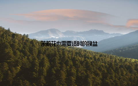 茉莉花也需要适时的换盆