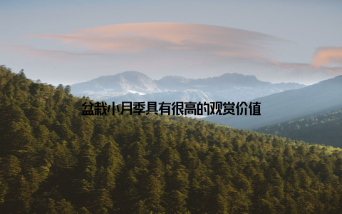 盆栽小月季具有很高的观赏价值