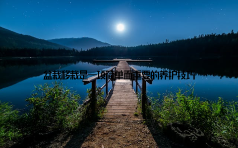 盆栽移栽是一项简单而重要的养护技巧