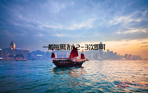 一般每周浇水2-3次即可