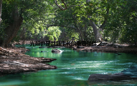 光照也是盆栽生长的重要条件之一