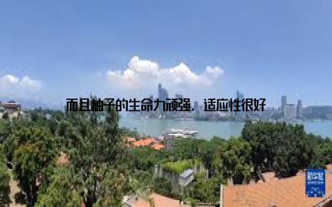而且柚子的生命力顽强, 适应性很好