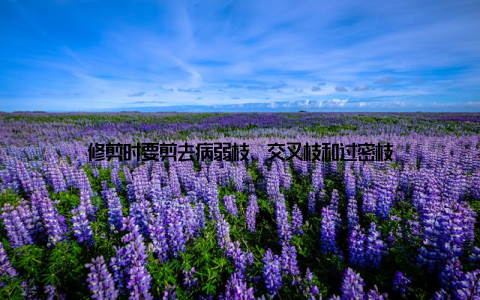 修剪时要剪去病弱枝、交叉枝和过密枝