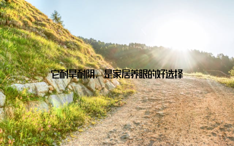 它耐旱耐阴, 是家居养眼的好选择