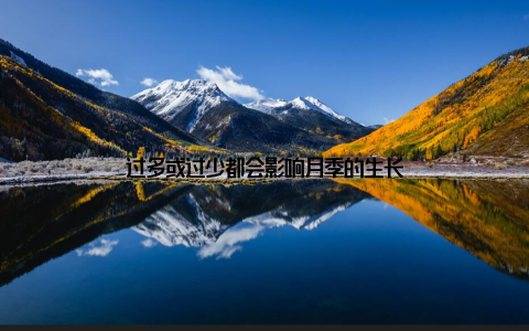 过多或过少都会影响月季的生长