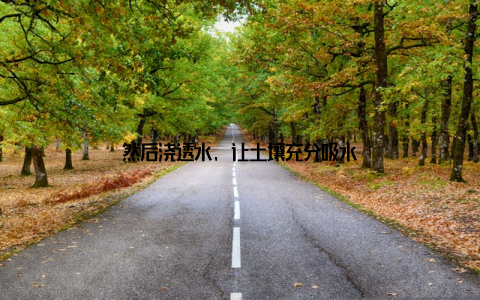 然后浇透水, 让土壤充分吸水