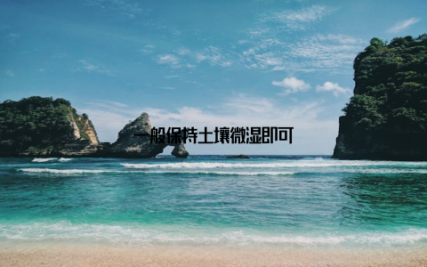 一般保持土壤微湿即可