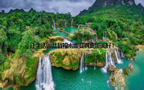 让生活因盆栽福木而变得更加美好!