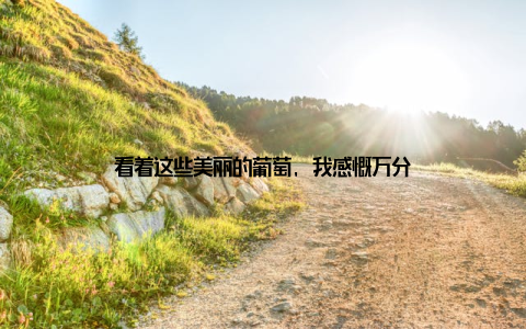 看着这些美丽的葡萄, 我感慨万分