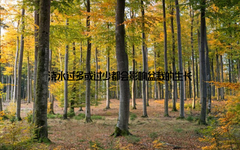 浇水过多或过少都会影响盆栽的生长