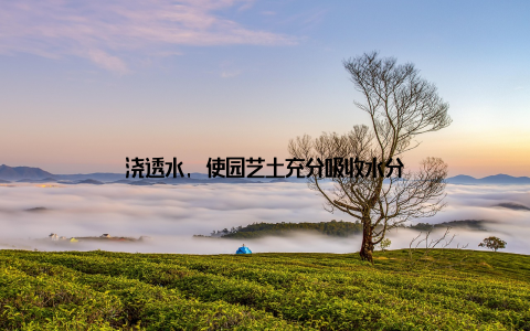 浇透水, 使园艺土充分吸收水分