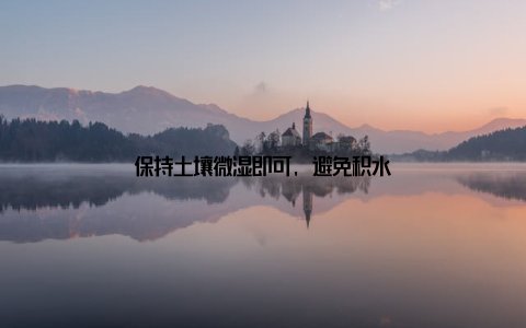 保持土壤微湿即可, 避免积水