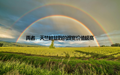 再者, 天竺桂盆栽的观赏价值极高